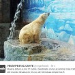 Arturo, l'orso più triste del mondo è morto12