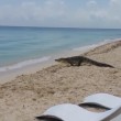VIDEO YOUTUBE Coccodrillo passeggia sulla spiaggi 4a: i turisti...