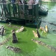 Coccodrilli circondano turisti su zattera