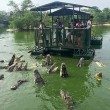 Coccodrilli circondano turisti su zattera5