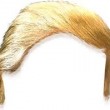 Donald Trump, parrucchiera svela i segreti dei suoi capelli: "Sono... 2