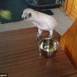 VIDEO YOUTUBE Eric il pappagallo: gli danno broccoli e lui...impazzisce 4