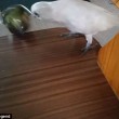 VIDEO YOUTUBE Eric il pappagallo: gli danno broccoli e lui...impazzisce 3