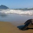 Tartaruga avvistata sulla spiaggia di Sabaudia
