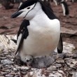 Antartide, erutta vulcano: oltre 1 mln pinguini a rischio03