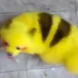Cane dipinto di giallo come un Pokemon7