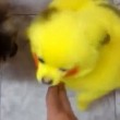 Cane dipinto di giallo come un Pokemon6
