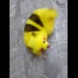 Cane dipinto di giallo come un Pokemon5
