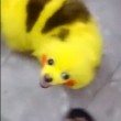 Cane dipinto di giallo come un Pokemon3
