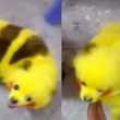 Cane dipinto di giallo come un Pokemon2