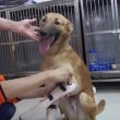 Cane senza zampe riceve le protesi: ecco la sua reazione7