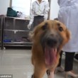 Cane senza zampe riceve le protesi: ecco la sua reazione2