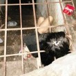 Cina, donna malata di mente vive in gabbia nello scantinato FOTO