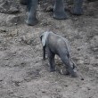 Elefantino ha zampa ferita: la mamma non lo lascia mai2