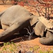 Elefantino ha zampa ferita: la mamma non lo lascia mai