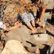 Elefantino ha zampa ferita: la mamma non lo lascia mai5