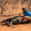 Elefantino ha zampa ferita: la mamma non lo lascia mai4