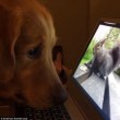 Golden retriever ipnotizzato dal VIDEO dello scoiattolo 2