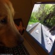 Golden retriever ipnotizzato dal VIDEO dello scoiattolo