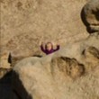 Illusione ottica: riesci a trovare il bambino tra le rocce3