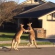 Lotta senza esclusione di colpi tra 2 canguri in Australia3