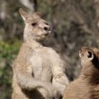 Lotta senza esclusione di colpi tra 2 canguri in Australia
