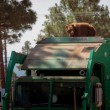 Orso a spasso nella foresta sul camion dei rifiuti 5