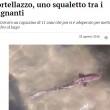 Squalo tra i bagnanti a Cortellazzo: salvato da ragazzino FOTO