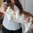 Samson gatto più grande del mondo5