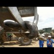 Anaconda lunga 10 metri spostata con escavatore