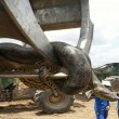 Anaconda lunga 10 metri spostata con escavatore2
