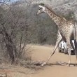 Leoni sbranano cucciolo: mamma giraffa non riesce a salvarlo3