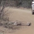 Leoni sbranano cucciolo: mamma giraffa non riesce a salvarlo2