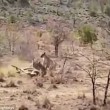 Leoni sbranano cucciolo: mamma giraffa non riesce a salvarlo