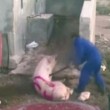 YOUTUBE Maiali torturati: così strappavano il cucciolo dalle scrofe VIDEO choc2