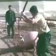 YOUTUBE Maiali torturati: così strappavano il cucciolo dalle scrofe VIDEO choc