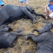Malawi, troppi elefanti: 500 esemplari trasferiti3