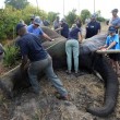 Malawi, troppi elefanti: 500 esemplari trasferiti2