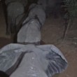 Malawi, troppi elefanti: 500 esemplari trasferiti