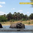 Malawi, troppi elefanti: 500 esemplari trasferiti6