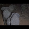 Malawi, troppi elefanti: 500 esemplari trasferiti5