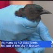 Moria misteriosa di uccelli a Boston gracchi cadono dal cielo4