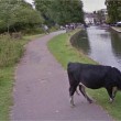 Mucca con il volto oscurato Google Street View difende la sua privacy