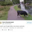 Mucca con il volto oscurato Google Street View difende la sua privacy3