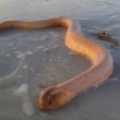 Serpente di mare enorme e velenoso7