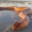 Serpente di mare enorme e velenoso6