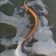 Serpente di mare enorme e velenoso3