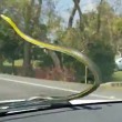 Serpente spunta dal motore e si attacca su finestrino auto in corsa3