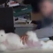 YOUTUBE Pelliccia strappata ai conigli per ottenere angora VIDEO choc 3