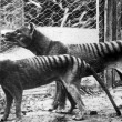 Tigre Tasmania, VIDEO mette in dubbio estinzione4